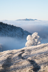 Fototapeta na wymiar einsamer baum berge in der ferne blaue winterstimmung weg pfad führt durch die landschaft winter spaziergang in den alpen schneeschuhwandern