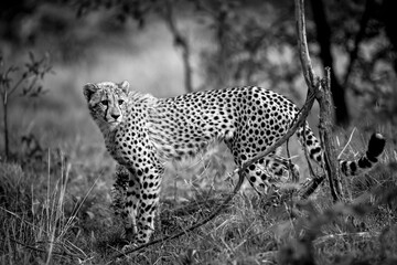 cheetah inside bush. in South Africa