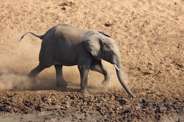 Afrikanischer Elefant / African elephant / Loxodonta africana..