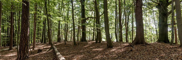 Beautiful dense forest in the sunshine. Light and shadow. Panorama