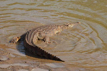 Nilkrokodil / Nile Crocodile / Crocodylus Niloticus