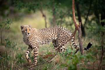 Ceetah (Acinonyx jubatus) in South Africa.