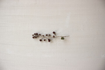 Plant isolated on textured grey background.
