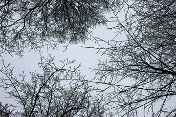 Bottom-up view into the treetops with hoarfrost on the branches. The sky cannot be seen from the fog.