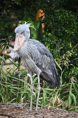 優雅にたたずむ動かない大きな鳥、ハシビロコウ
