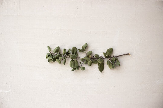 Plant isolated on textured grey background.
