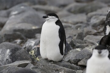 Pinguine in der Antarktis