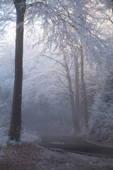 dunkle waldstimmung im winter, winterzauber, adventszeit, weihnachtszeit, dunkler wald mit nebel stimmung