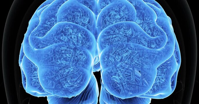 The human brain 3D animation