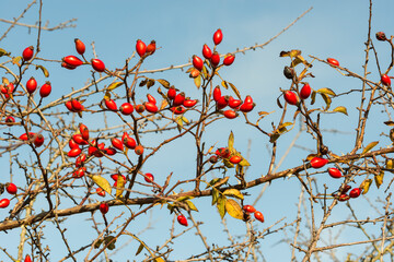 Branche d'un églantier avec ses fruits