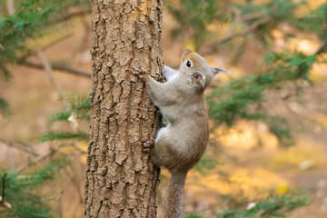 Squirrel climbs up a tree in autumn.