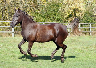 Fototapeta premium Rare colored horse running around the paddock