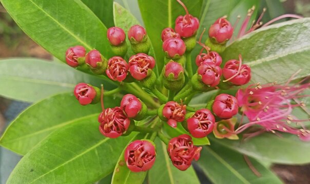red xanthostemon flower
