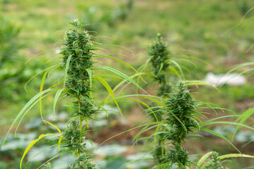 cannabis on marijuana field farm sativa weed hemp hash plantation