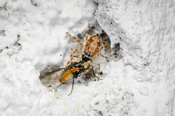 jumping spider eating fly