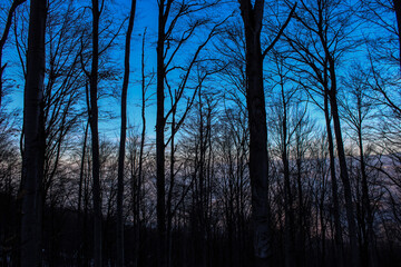 Sunset in the woods. The blue sky is starting to change color. The light disappears and it gets darker.