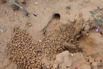 Closeup of the nature of Israel - cataglyphis ants