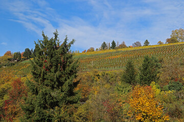 Fototapeta premium Herbststimmung