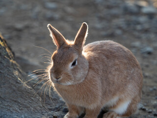 rabbit on the ground