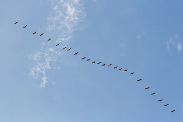 Birds fly in a formation on an autumn day to the south