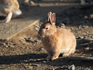 white rabbit on the ground