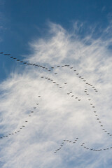Birds fly in a formation on an autumn day to the south