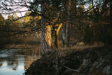 autumn in the forest