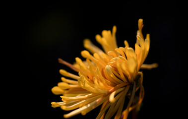 Fototapeta premium Yellow chrysanthemums in full bloom, in the park