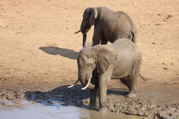 Afrikanischer Elefant im Mphongolo River/ African elephant in Mphongolo River / Loxodonta africana