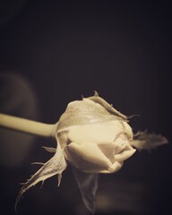 photo of artistic rose in the garden