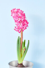 spring flower composition. beautiful pink hyacinth in a metal pot on a blue background