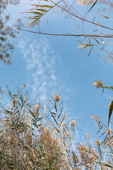 Different plants seen from below against a blue sky with some clouds and copy space. Background concept