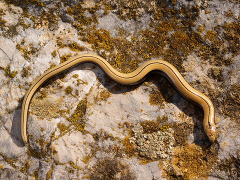 「Anguis」の写真素材 1,555件の無料イラスト画像 Adobe Stock