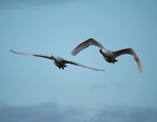 swans in flight