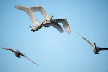 swans in flight