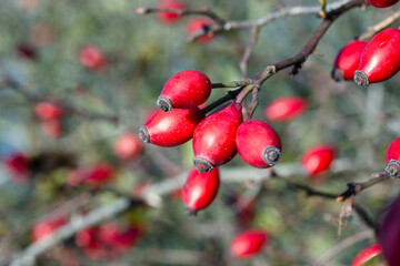 Baies sauvages pour infusion