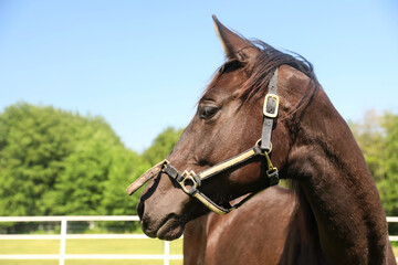 Fototapeta premium Dark bay horse in paddock on sunny day. Beautiful pet