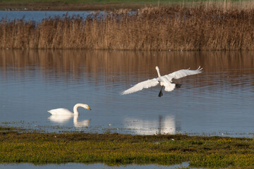 swans on the river