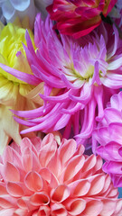 Close up of multicolored dahlia flowers