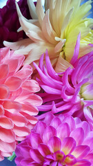 Close up of multicolored dahlia flowers