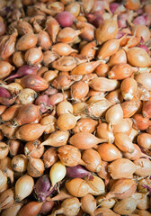 Background of the onion seeds