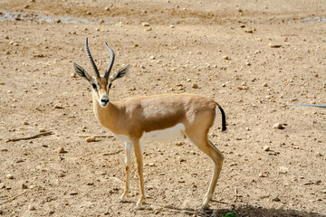 antelope in the desert