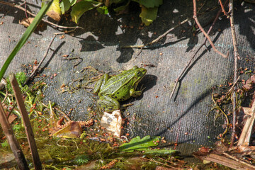 frog in the pond