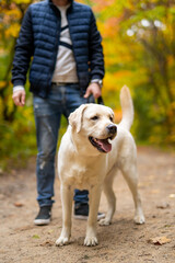 Cropped image of handsome young man with labrador retriever outdoors. Man in city park with a dog. Cynologist.