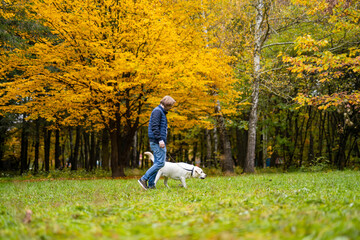 Fototapeta premium Retriever and man are running in park. Golden leaves on trees. Fabuluos autumn.