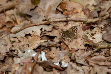 butterfly on leaf