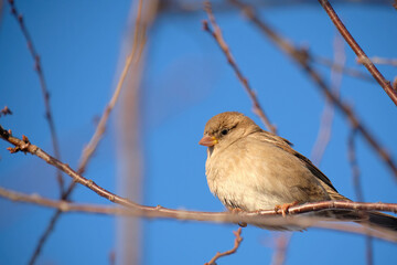 Small bird on a tree