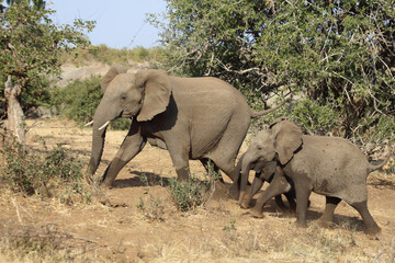 Afrikanischer Elefant / African elephant / Loxodonta africana..