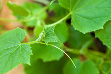 Close-up of young vegetable seedlings sprouts . Ecology, cultivation, home agriculture, horticulture concept