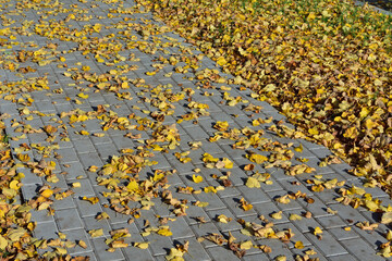 Autumn colored leaves lie on the pavement.